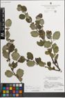 Foto von Salix myrsinifolia Salisb.